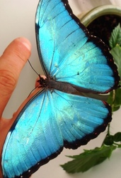 Продажа Живых тропических бабочек Голубых Морф