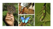 Готовый бизнес с рентабелностью 500% Ферма Живых Тропических Бабочек