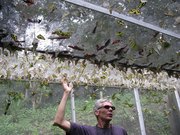 Готовый бизнес с  доходностью 500% Ферма Живых Тропических Бабочек